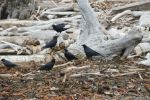 PICTURES/Port Ordford - Battle Rock Wayside Park/t_Crows5.JPG